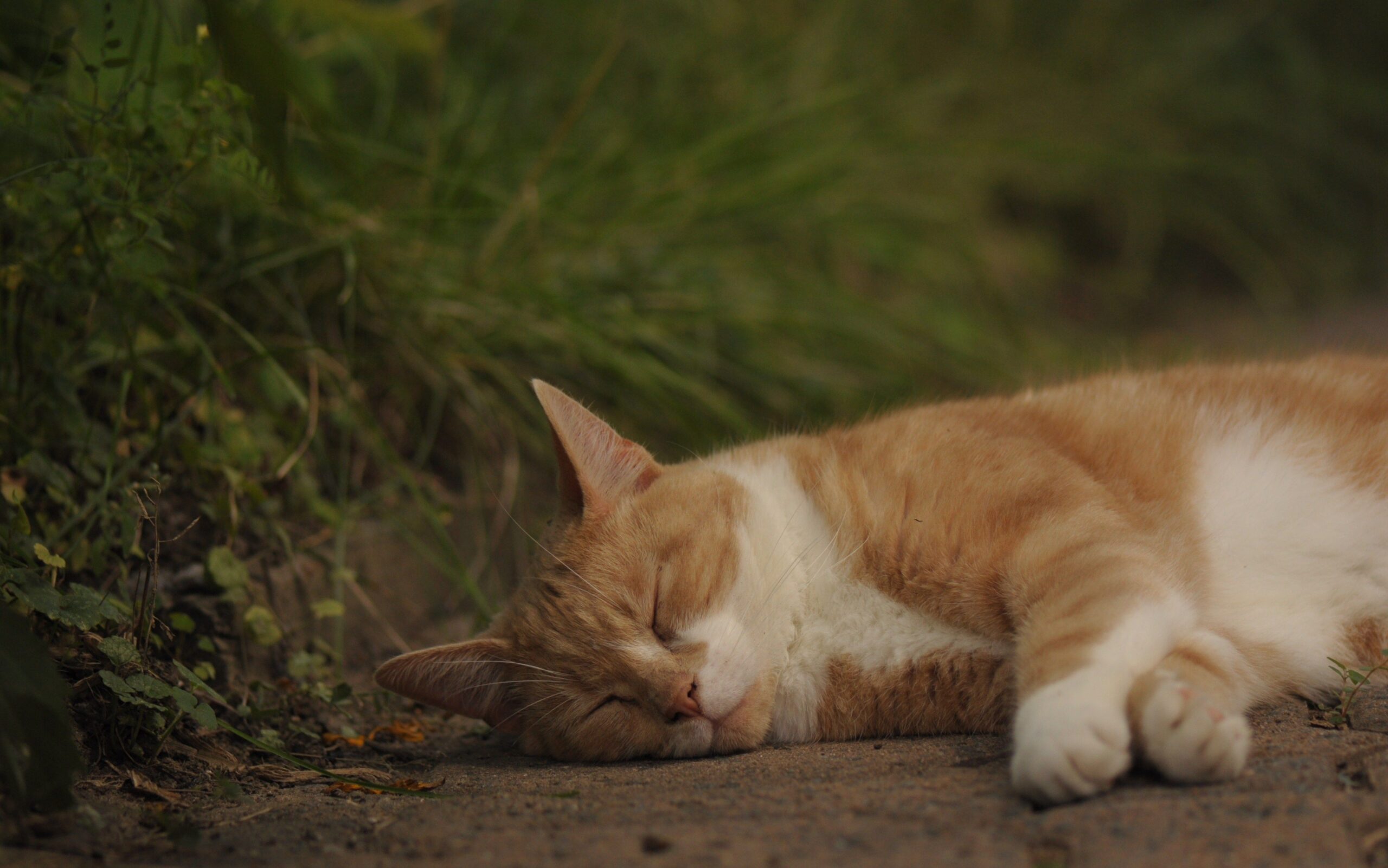 Why Do Cats Sleep So Much?