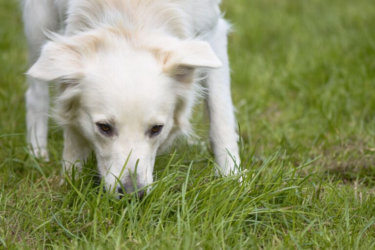 Why Do Dogs Eat Grass