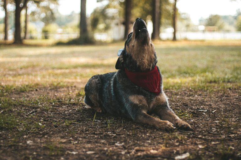 Why Do Dogs Howl