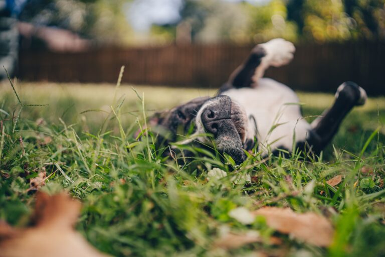 Why Do Dogs Roll in Dead Animals