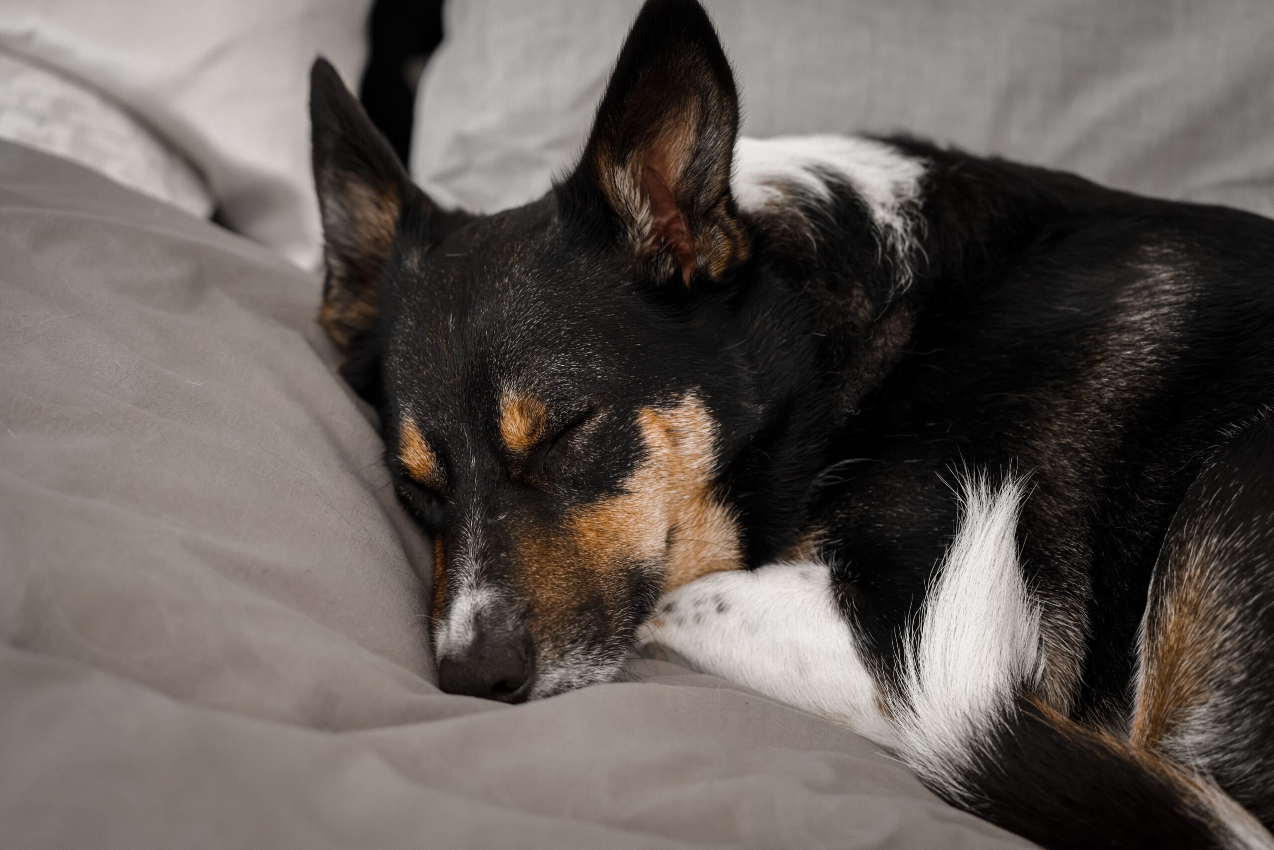 Why Do Dogs Spin Before Lying Down? The Evolutionary Reason