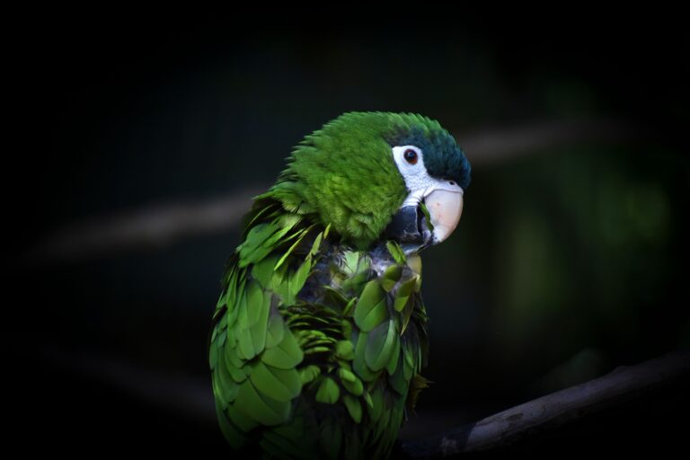 Why Do Parrots Pluck Their Feathers