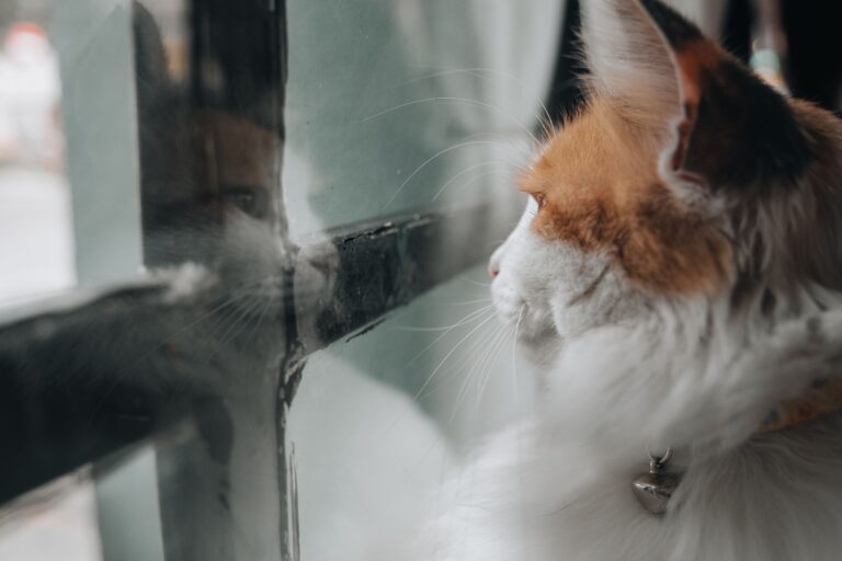 cats miss you